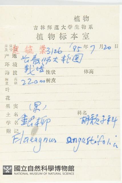 銀柳藏品圖，第2張