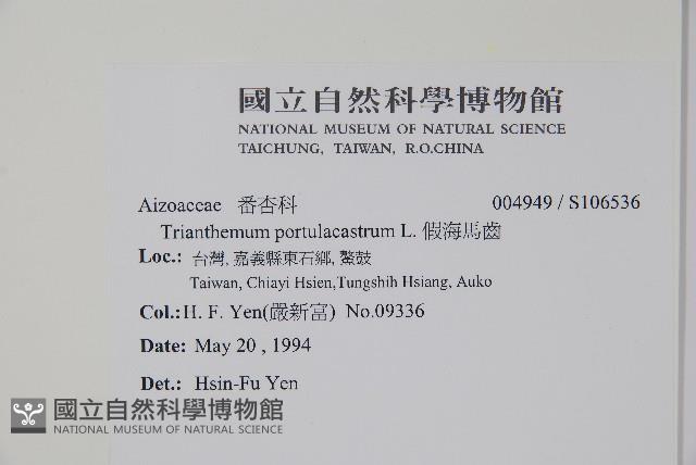 假海馬齒藏品圖，第2張