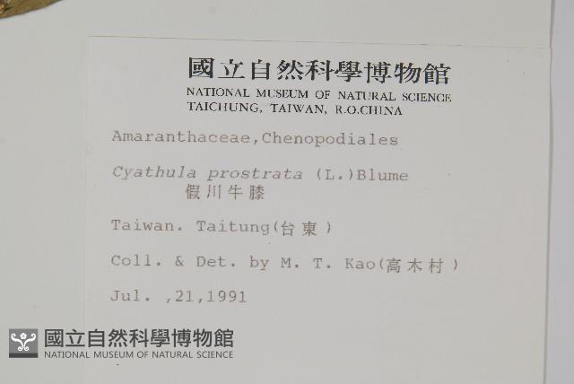 假川牛膝藏品圖，第2張