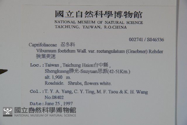 狹葉莢迷藏品圖，第2張