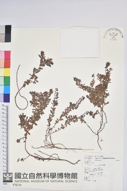 高山白珠樹藏品圖，第1張