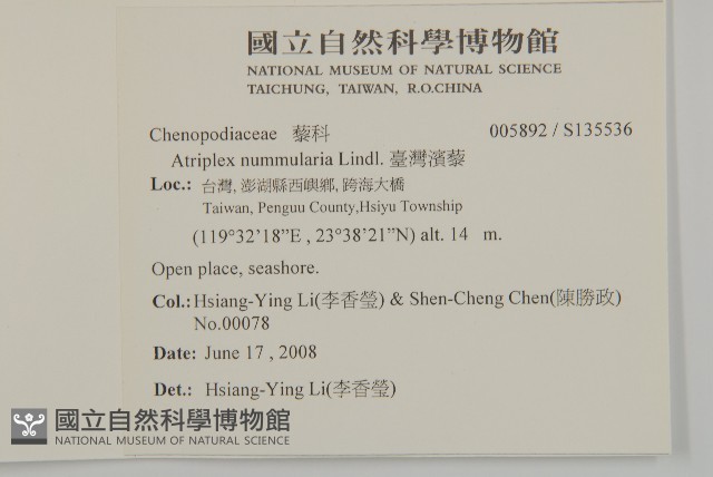 臺灣濱藜藏品圖，第2張