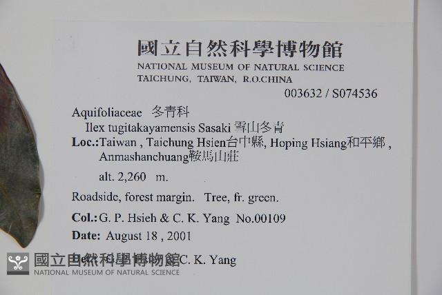 雪山冬青藏品圖，第2張