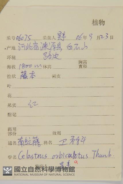 南蛇藤藏品圖，第2張