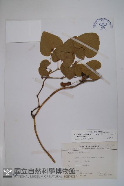 大葉馬兜鈴藏品圖，第1張