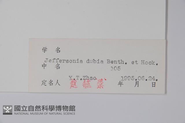 鮮黃連藏品圖，第2張