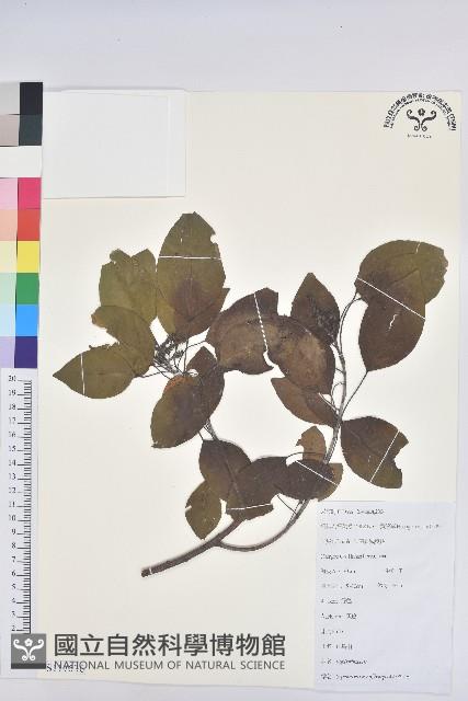 白臼藏品圖，第1張