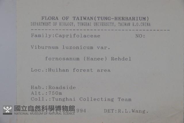 紅子莢迷藏品圖，第2張