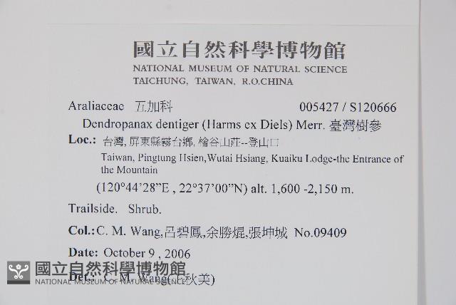 臺灣樹參藏品圖，第2張