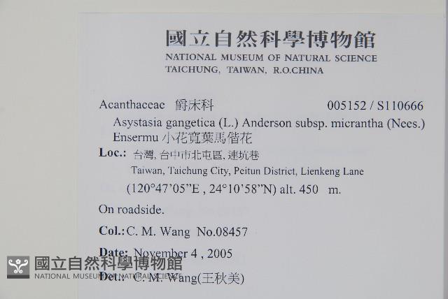 小花寬葉馬偕花藏品圖，第2張