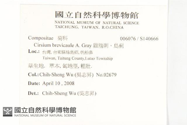 白花小薊藏品圖，第2張