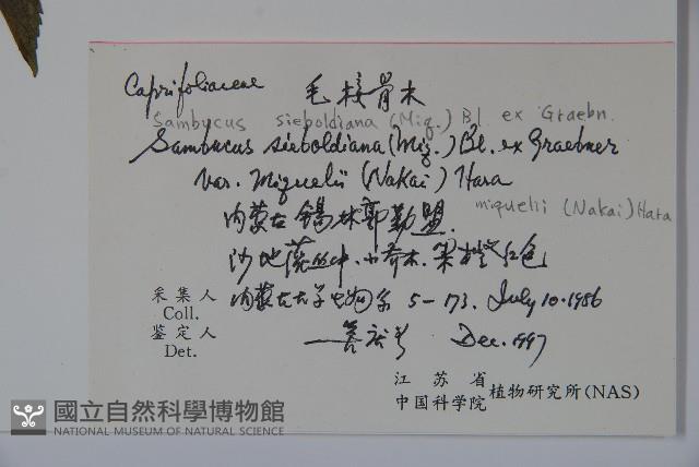 毛接骨木藏品圖，第2張