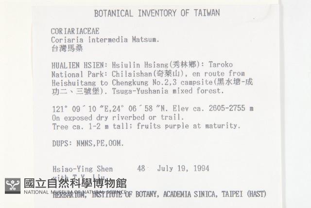 臺灣馬桑藏品圖，第2張