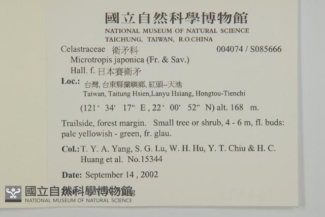 日本賽衛矛、日本假衛矛藏品圖，第2張