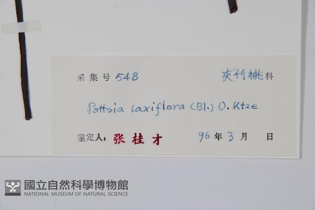 帘子藤藏品圖，第2張