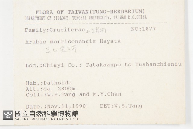 玉山筷子芥藏品圖，第2張