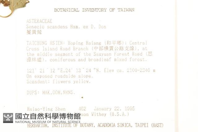 蔓黃菀藏品圖，第2張