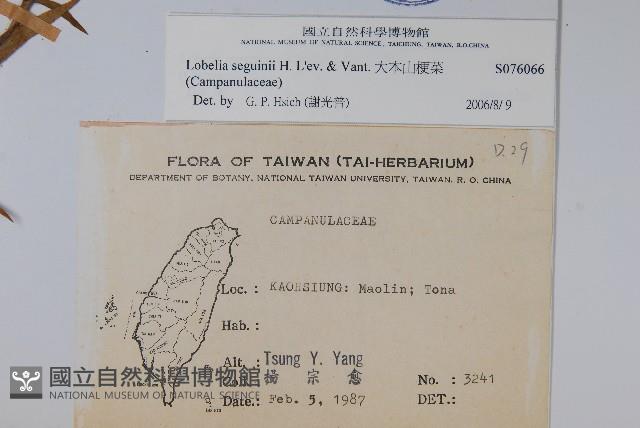 大本山梗菜藏品圖，第2張