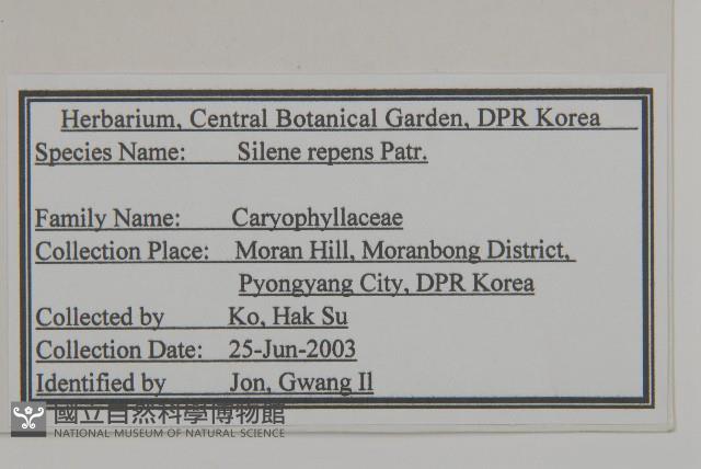 匍生蠅子草藏品圖，第2張