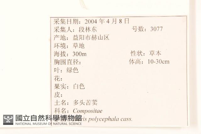 多頭苦菜、野剪刀股藏品圖，第2張