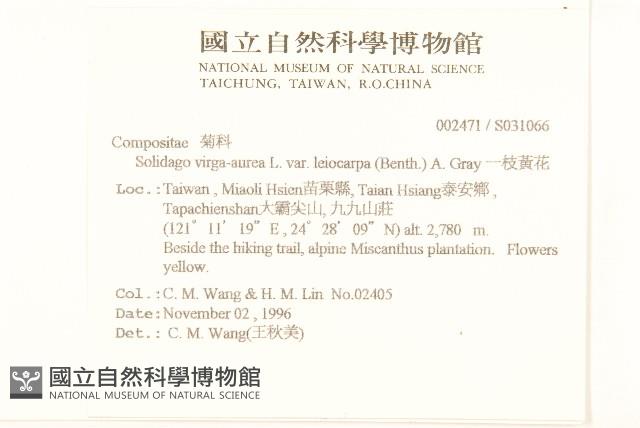 一枝黃花藏品圖，第2張