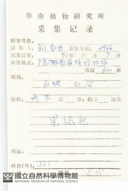 軟毛柿藏品圖，第2張