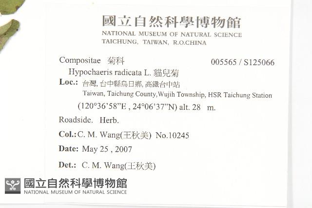 貓兒菊藏品圖，第2張