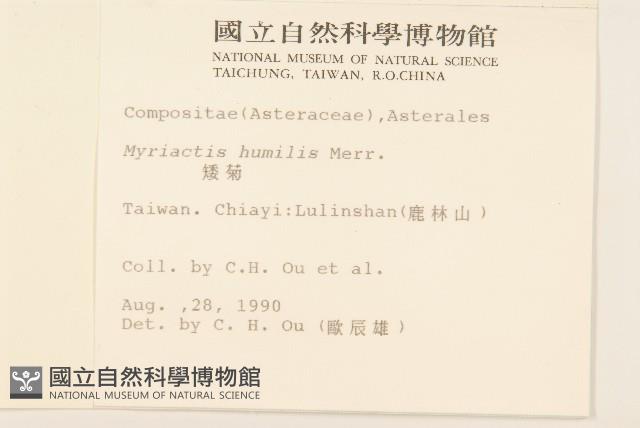 矮菊藏品圖，第2張