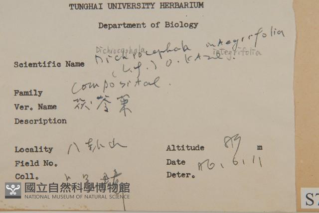 茯苓菜藏品圖，第2張