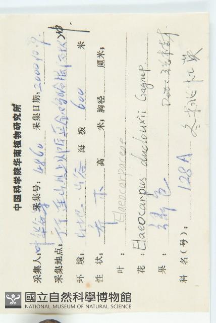 冬桃藏品圖，第2張