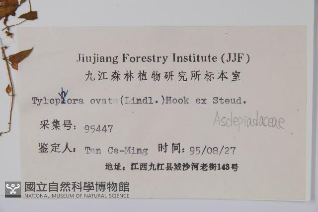 鷗蔓藏品圖，第2張