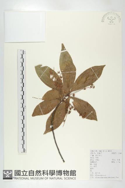 杜英、山杜英、蘭嶼杜英藏品圖，第1張