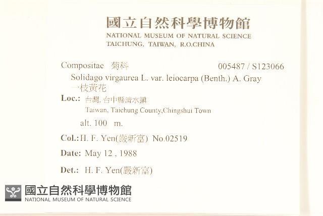 一枝黃花藏品圖，第2張