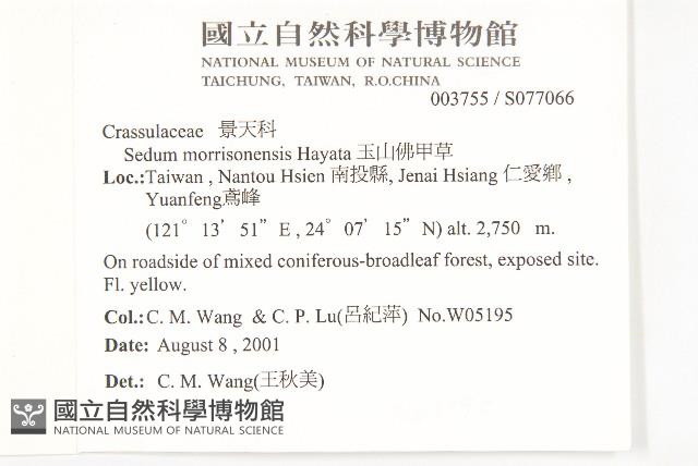 玉山佛甲草藏品圖，第2張