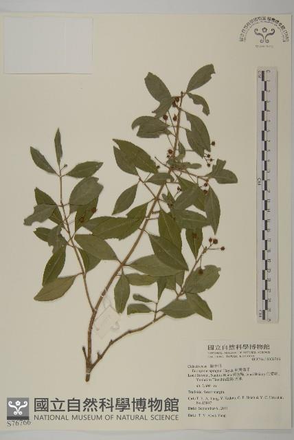 刺果衛矛藏品圖，第1張