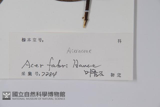 紅翅槭藏品圖，第2張