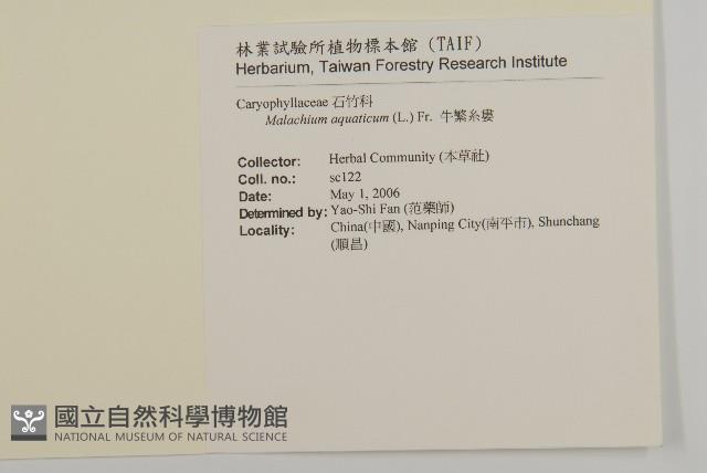 牛繁縷藏品圖，第2張