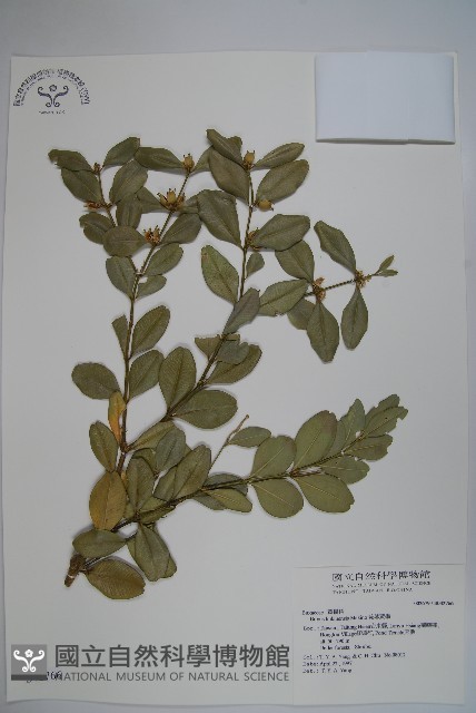 琉球黃楊藏品圖，第1張