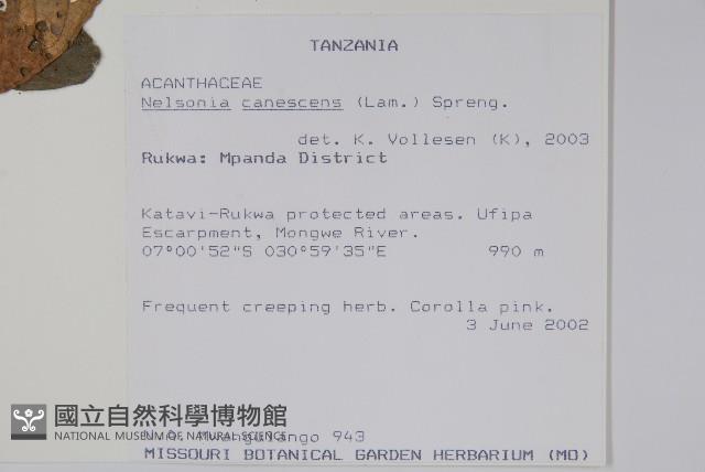 瘤子草藏品圖，第2張