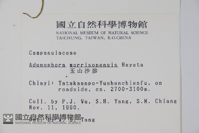 玉山沙參藏品圖，第2張