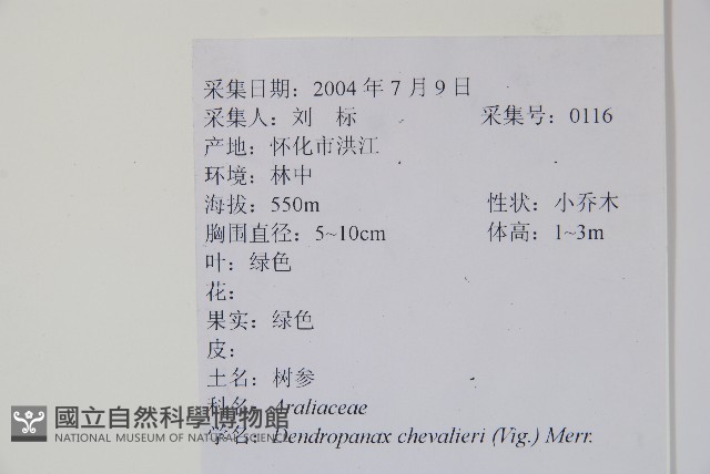 樹參藏品圖，第2張