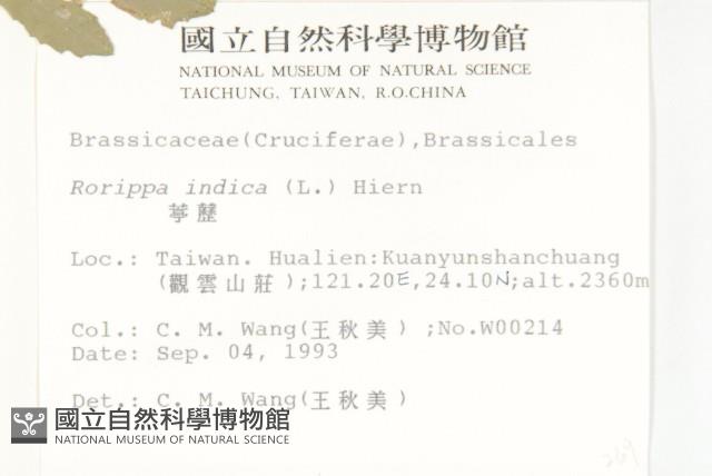 葶藶藏品圖，第2張