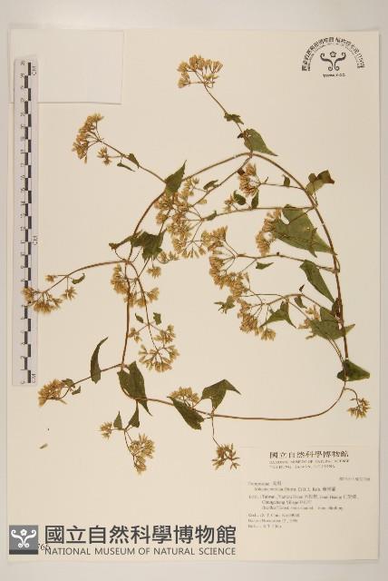 蔓澤蘭藏品圖，第1張