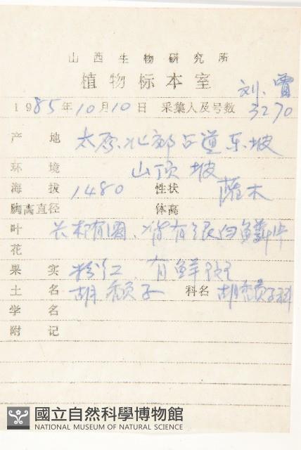 小葉胡頹子藏品圖，第2張