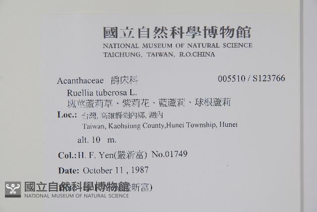 塊莖蘆莉草、紫莉花、藍蘆莉、球根蘆莉藏品圖，第2張