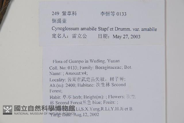 中國勿忘草藏品圖，第2張