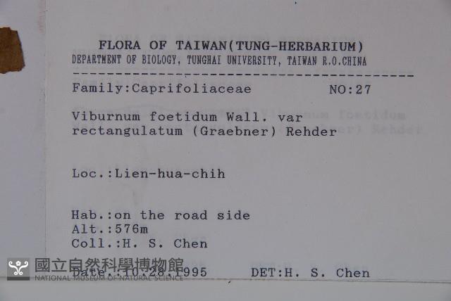 狹葉莢迷藏品圖，第2張