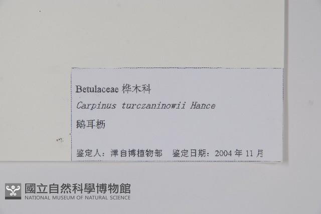 鵝耳櫪藏品圖，第2張