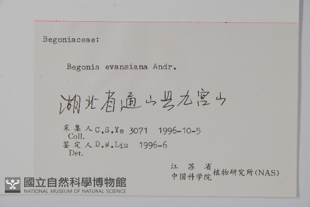 秋海棠藏品圖，第2張
