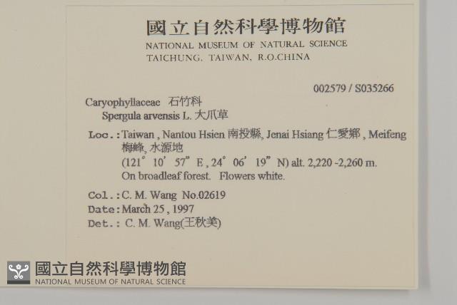 大爪草藏品圖，第2張